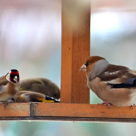 Nohab Badacsonytördemic